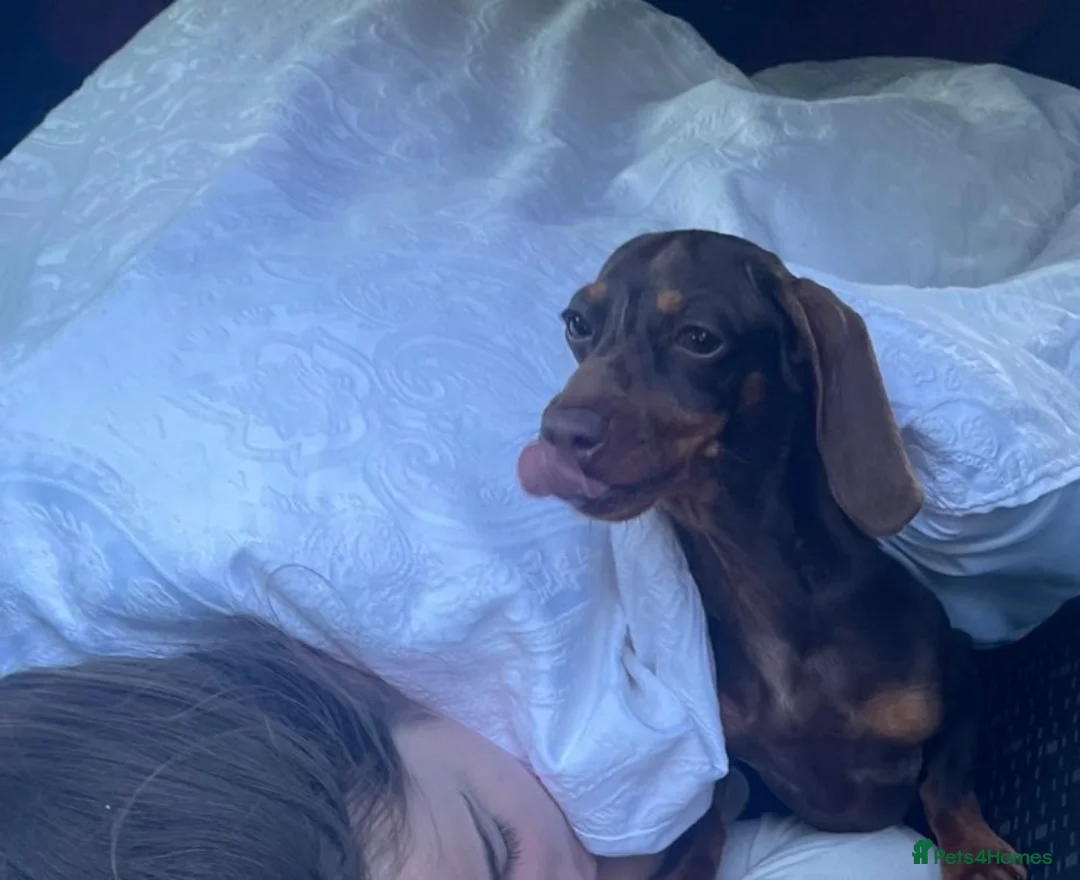 Miniature Dachshund dogs for sale: Rehoming our girl mini 🎀 - Advert 2