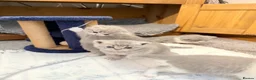 British Shorthair cats for sale: British blue kittens mum & dad GCCF  - Advert 9