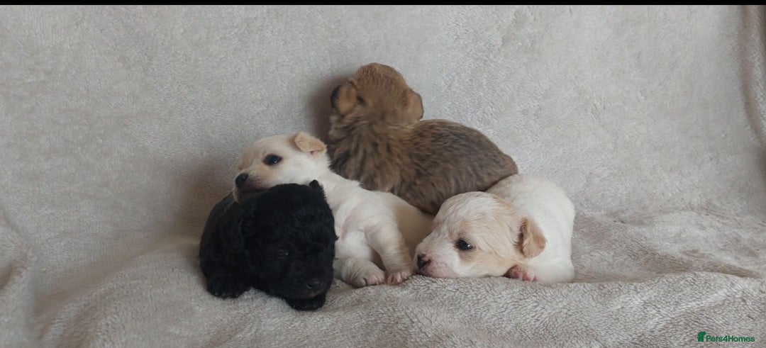 Poodle dogs for stud: Miniature poodle x norwich terrier - Image 15