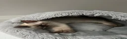 Ragdoll cats for sale: Ragdoll kitten looking for new home  - Advert 2