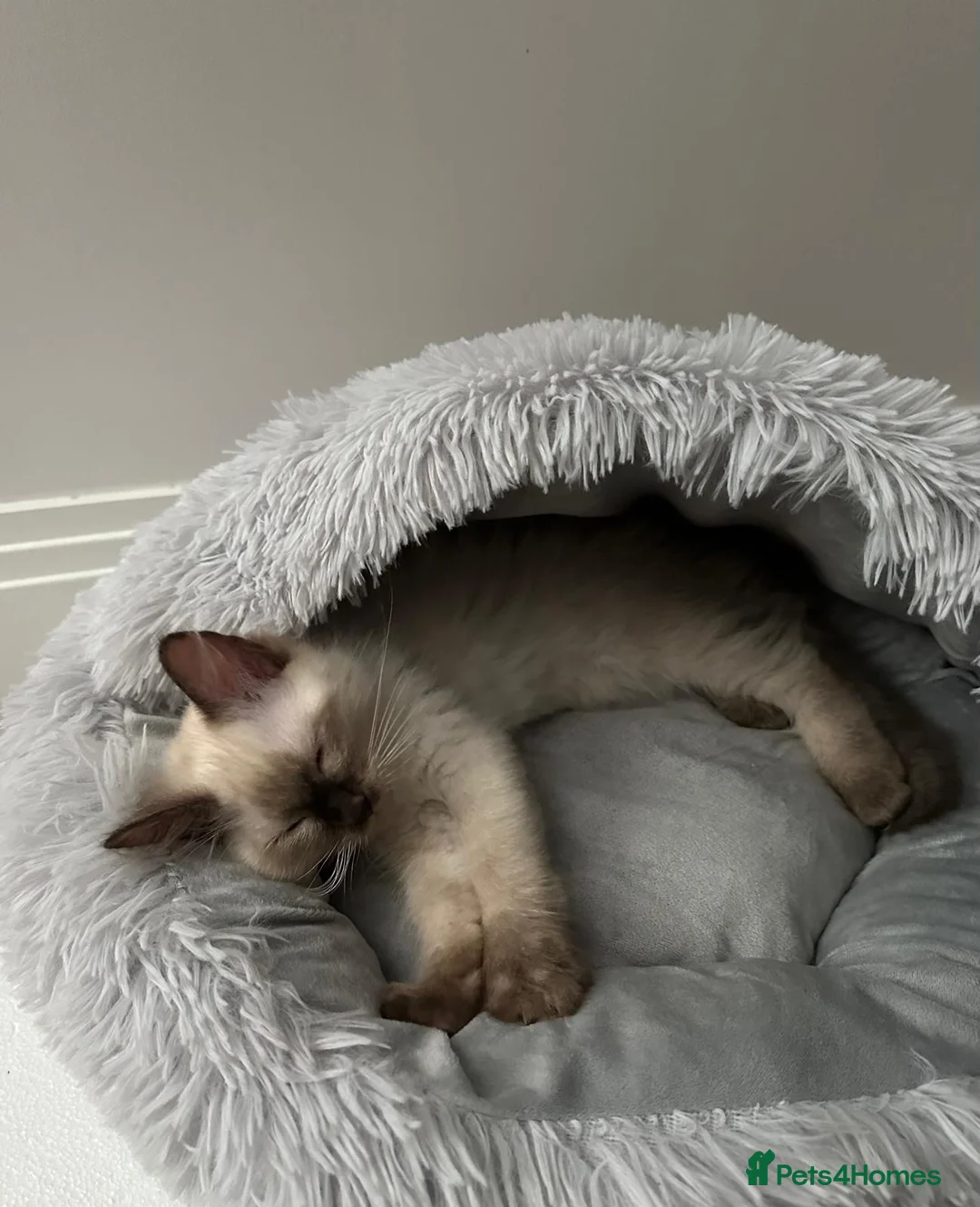 Ragdoll cats for sale: Ragdoll kitten looking for new home  - Advert 2