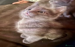 Chartreux cats for sale: Chartreux Male kitten 8 weeks old  - Image 5