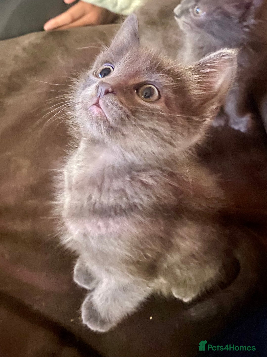 Chartreux cats for sale: Chartreux Male kitten 8 weeks old  - Image 5