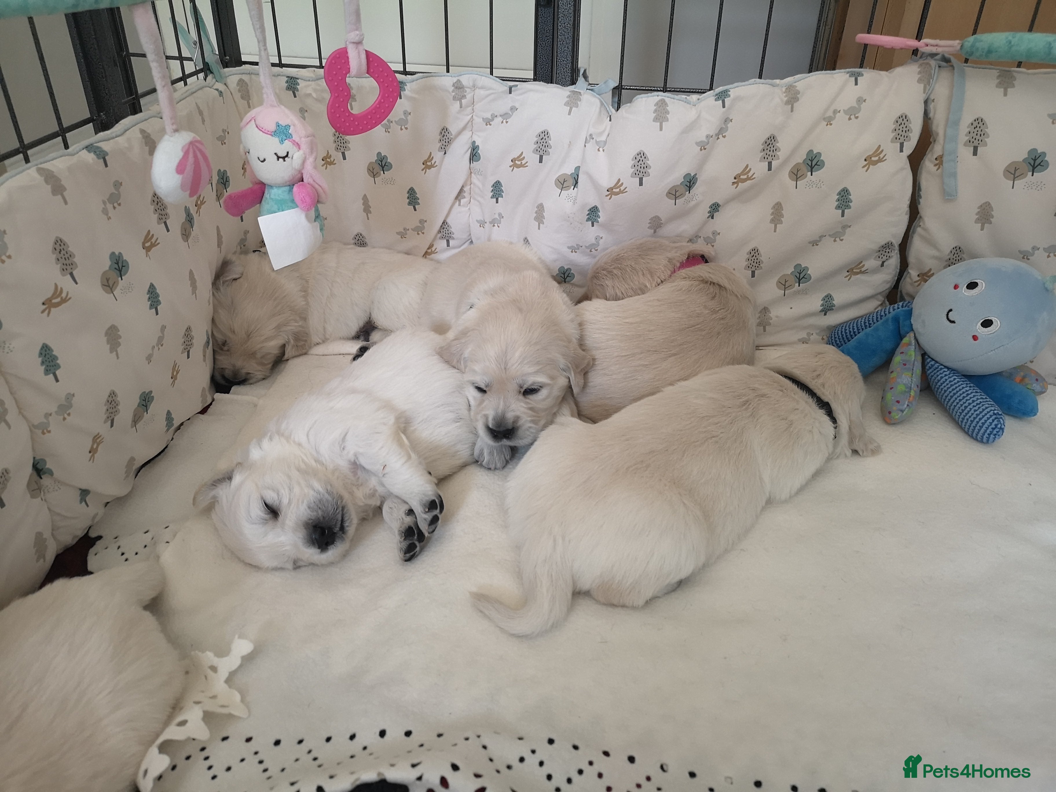 Golden Retriever dogs  HEALTH TESTED PARENTS KC Golden Retriever puppies - Advert 1