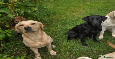Labrador Retriever dogs - Advert 2