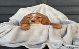 Cocker Spaniel dogs for sale: Six beautiful cocker spaniel puppies - Image 4