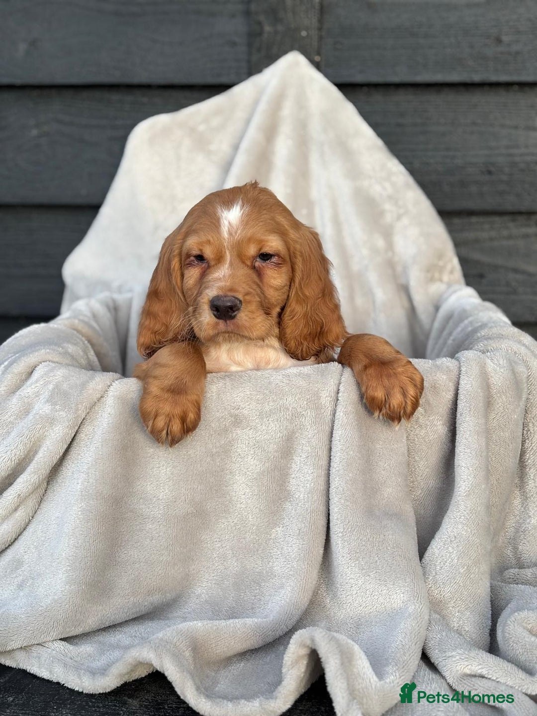 Cocker Spaniel dogs for sale: Six beautiful cocker spaniel puppies - Image 4