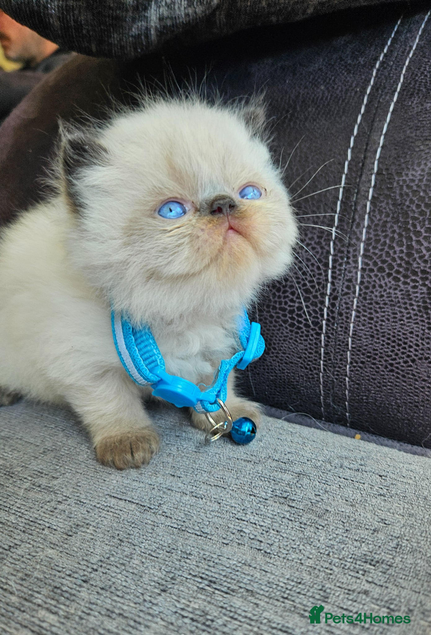 Persian cats 😻Stunning Pedigree Persian Kittens😻  - Advert 12