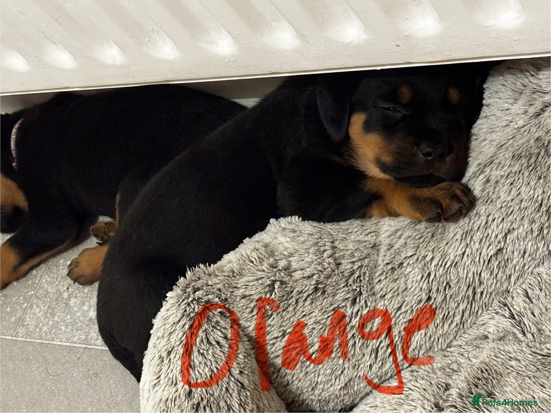 Rottweiler dogs for sale: Gorgeous girl Rottie pups - Image 10