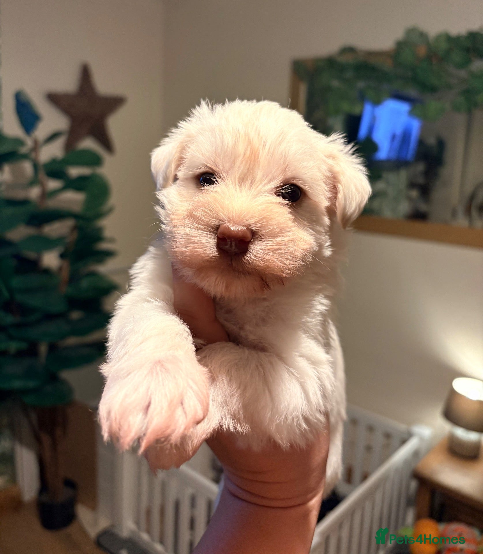 Miniature Schnauzer dogs for sale: RKC Mega Coat Wheaten with Chocolate Nose  - Advert 16