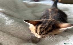 Domestic Shorthair cats for sale: Domestic beautiful kittens  - Image 19
