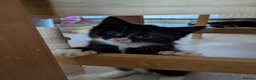 Domestic Shorthair cats for sale: Beautiful kitten 🐾 - Advert 1
