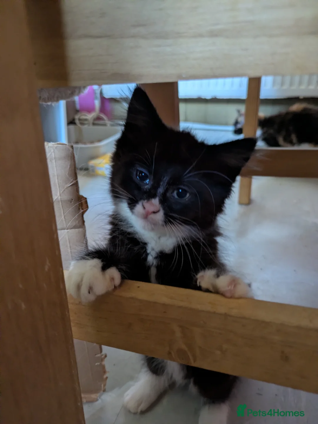 Domestic Shorthair cats for sale: Beautiful kitten 🐾 - Advert 1