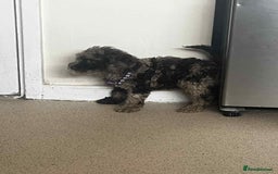 Cockapoo dogs for sale: BEAUTIFUL COCKAPOO PUPPIES LOOKING FOR LOVING HOME - Image 11