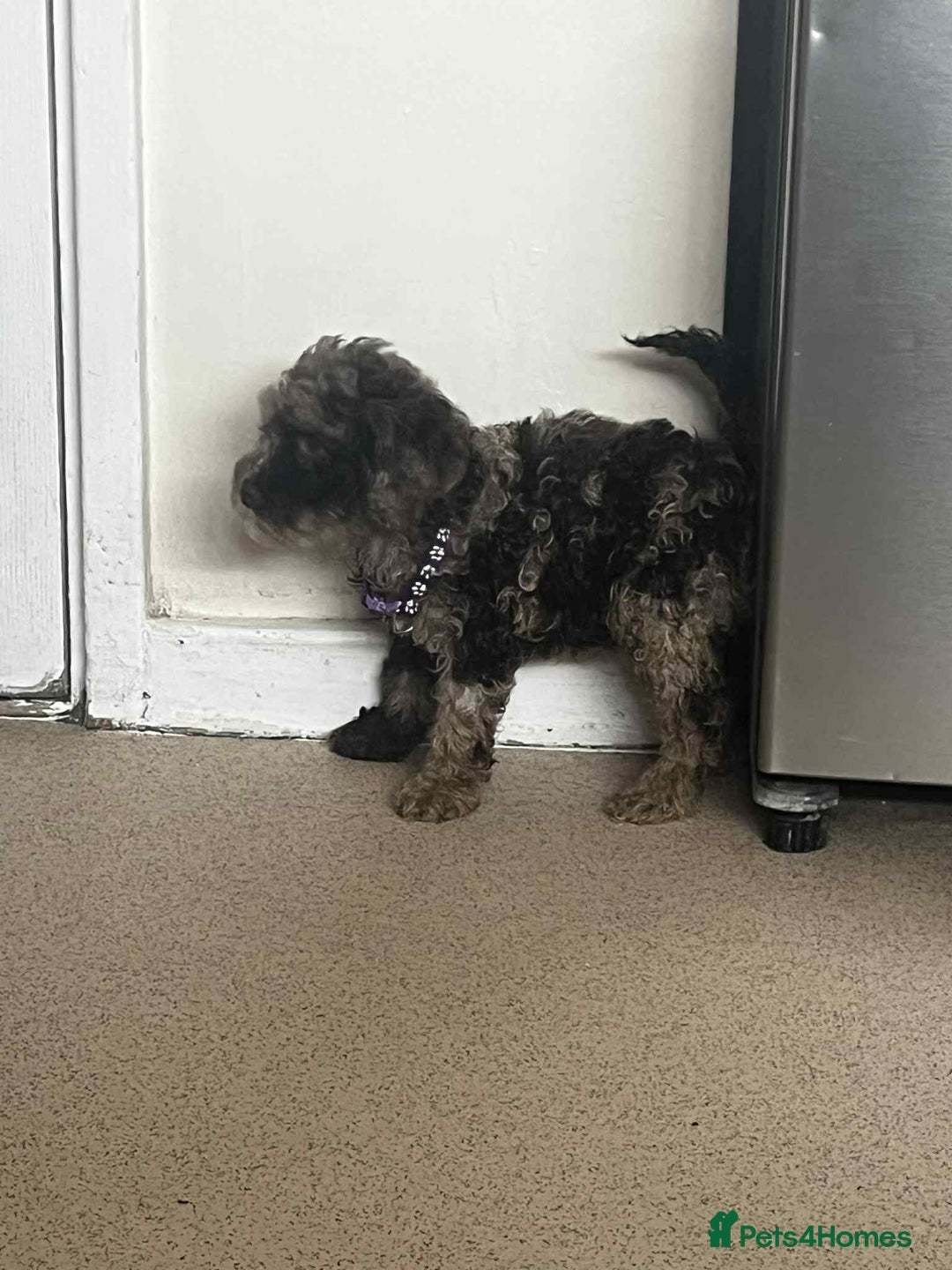 Cockapoo dogs for sale: BEAUTIFUL COCKAPOO PUPPIES LOOKING FOR LOVING HOME - Image 11