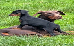 Dobermann dogs for sale: Champion European Doberman Puppies Kc-reg  - Advert 14
