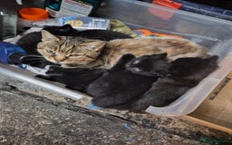 Mixed Breed cats for sale: Halloween kittens for sale. - Image 5