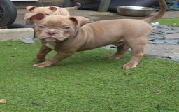 American Bully dogs for sale: Champagne, Chocolate, Merle Micro Pocket Bullys  in Wilmslow - Image 12