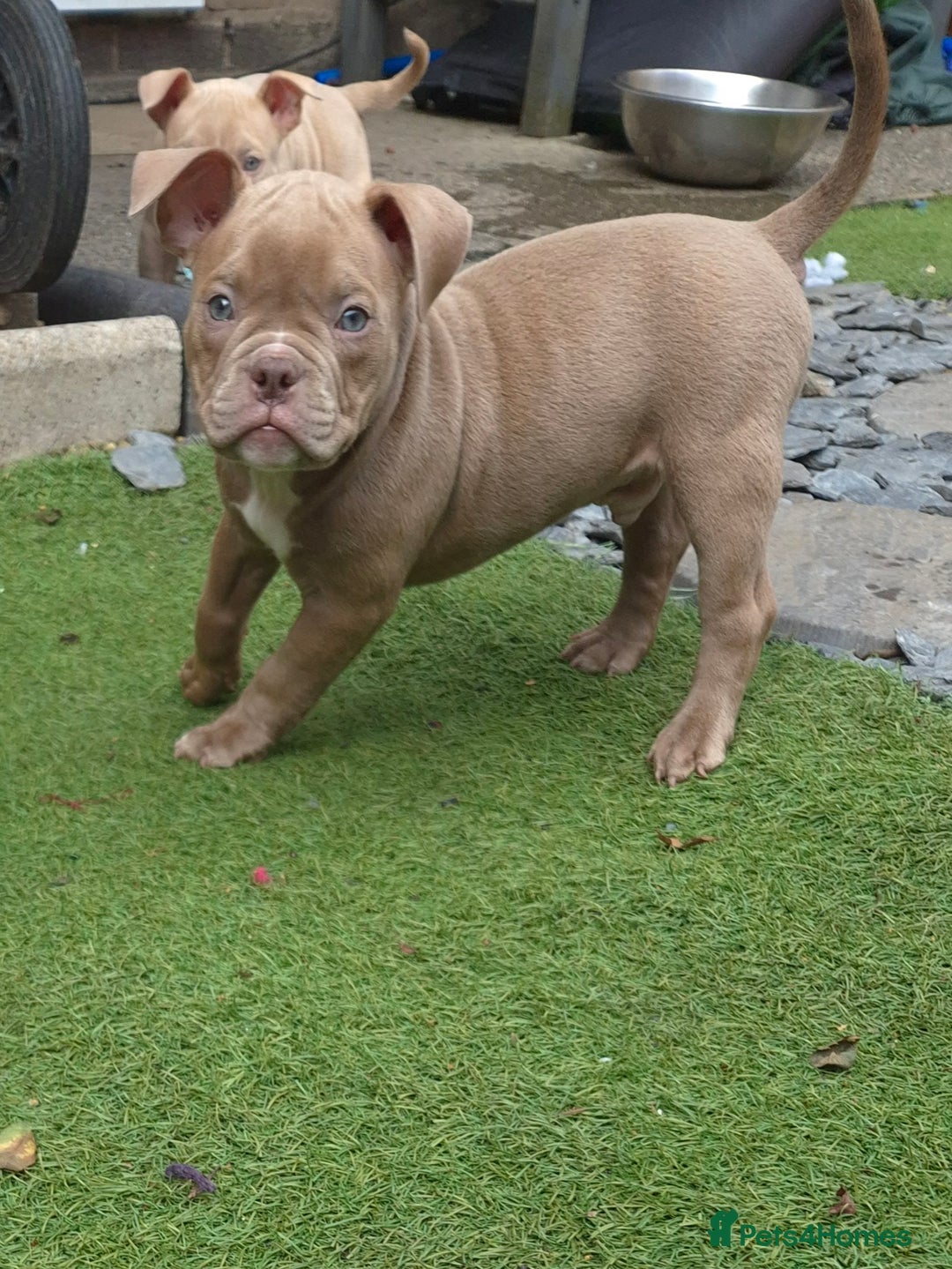 American Bully dogs for sale: Champagne, Chocolate, Merle Micro Pocket Bullys  in Wilmslow - Image 12