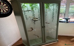 Finches birds for sale: Beautiful Aviary with lights  - Image 1