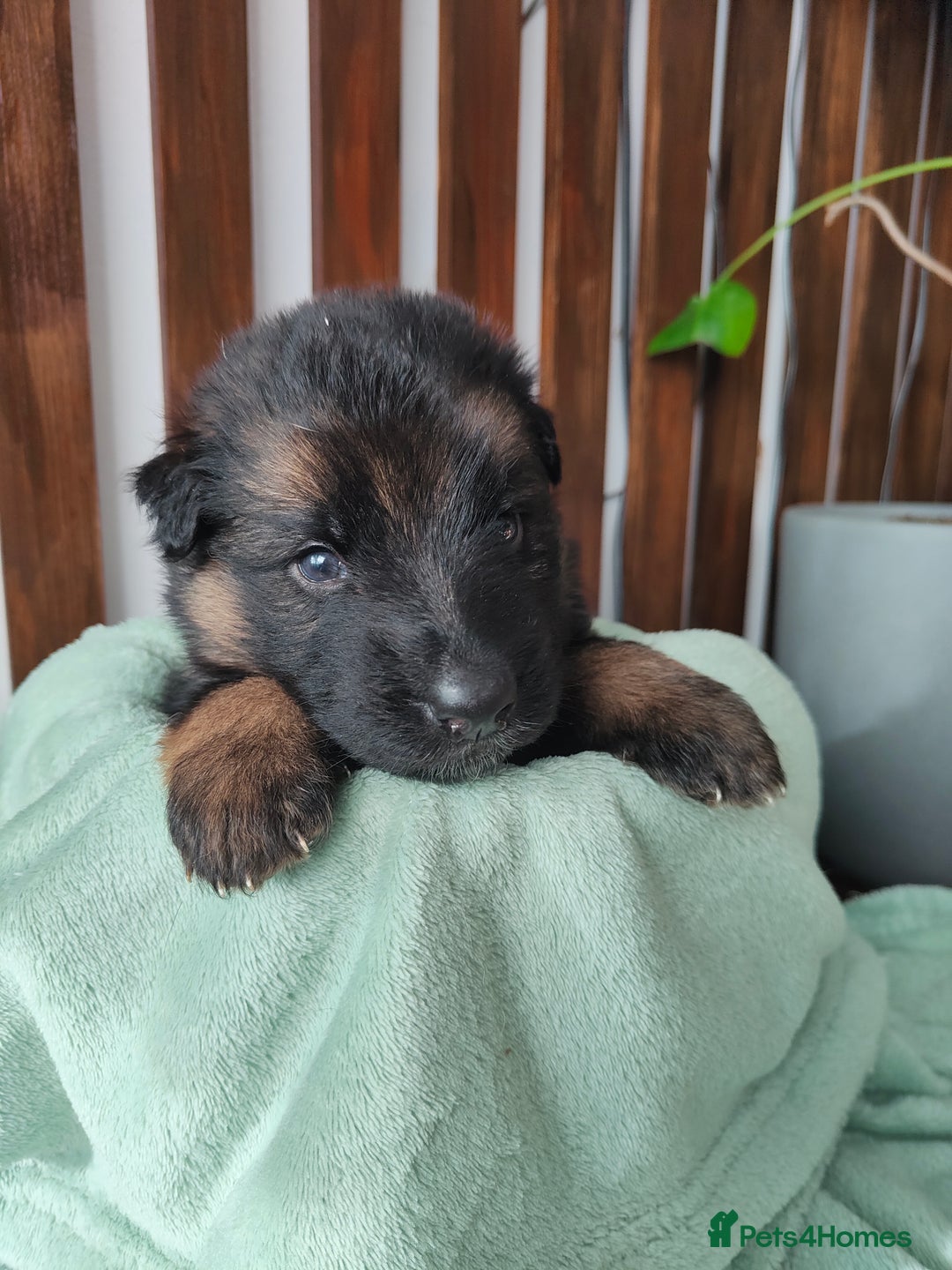 German Shepherd dogs for sale: German shepard puppies for sale - Image 10
