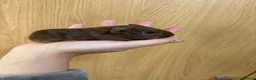 Guinea Pig rodents for sale: Baby guinea pigs for sale  - Advert 6