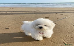 Bichon Frise dogs for stud: For stud only - Image 3