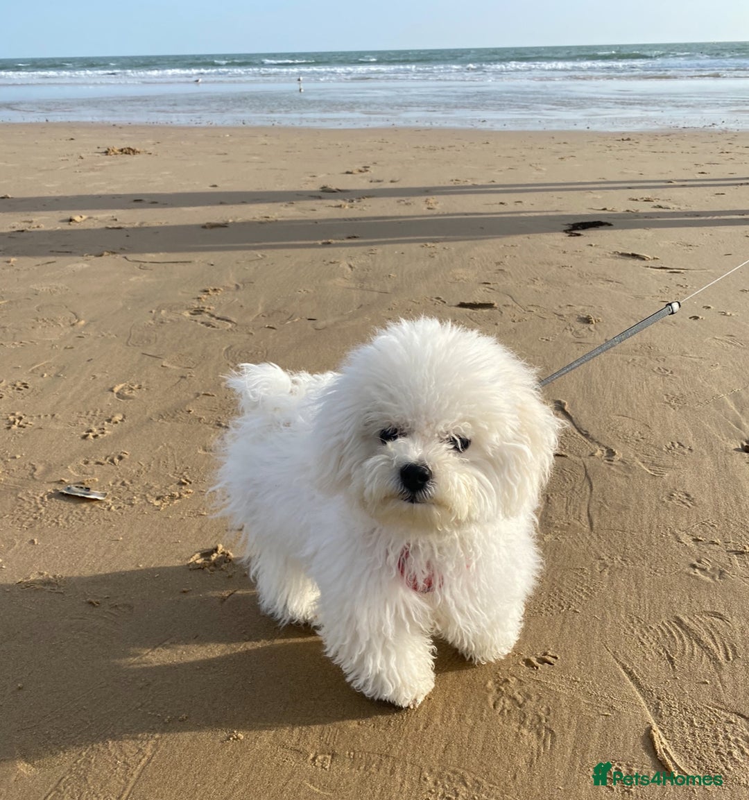 Bichon Frise dogs for stud: For stud only - Image 3