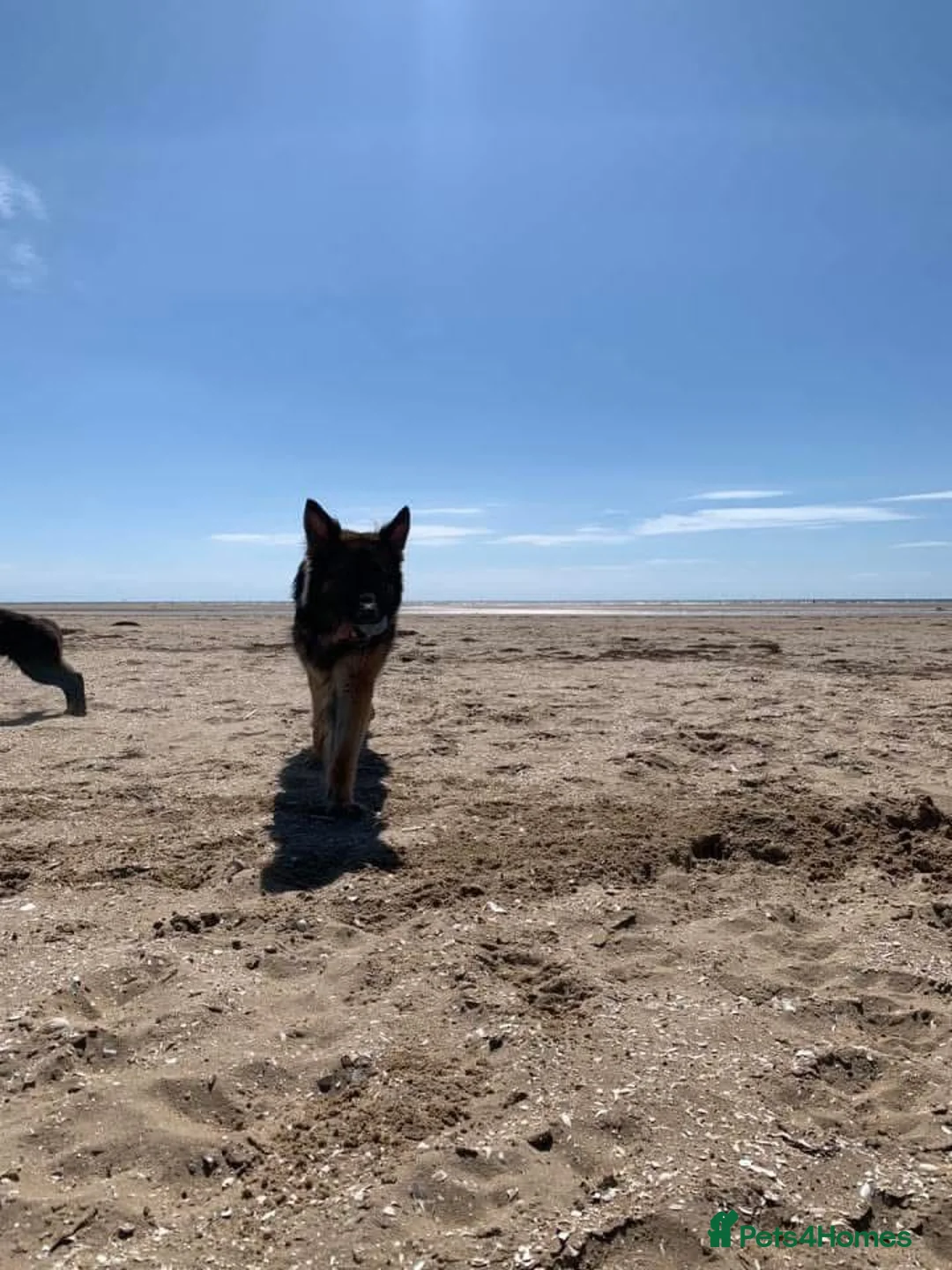 German Shepherd dogs for sale: Zeus is looking for his forever home 🏠  - Advert 3