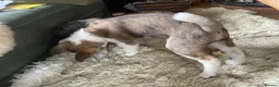 Akita dogs for sale: Akita Puppies  in Buxton - Advert 8