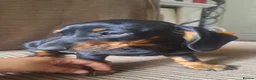 Dachshund dogs for sale: beautiful puppies  - Advert 2