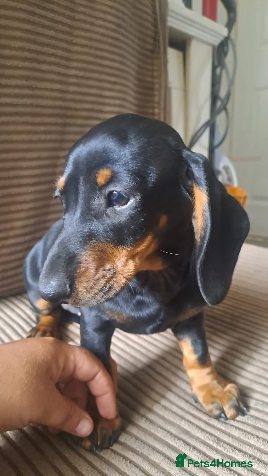 Dachshund dogs for sale: beautiful puppies  - Advert 2