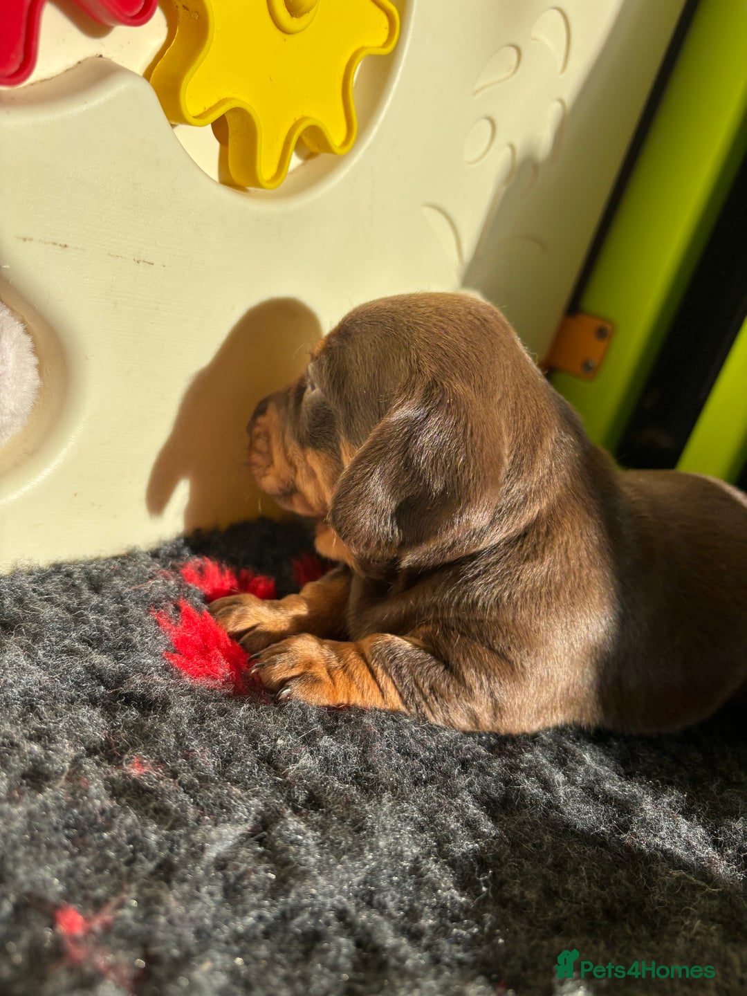 Miniature Dachshund dogs for sale: Kc miniature Dachshunds 2  girls  left  - Image 19