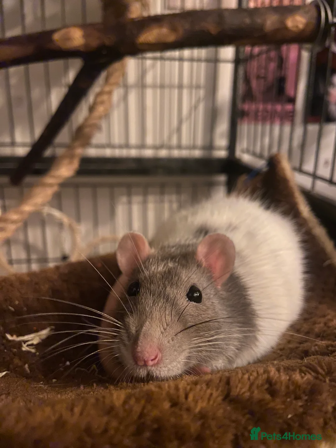 Rat rodents for sale: 3 rats & cage for sale - Advert 3