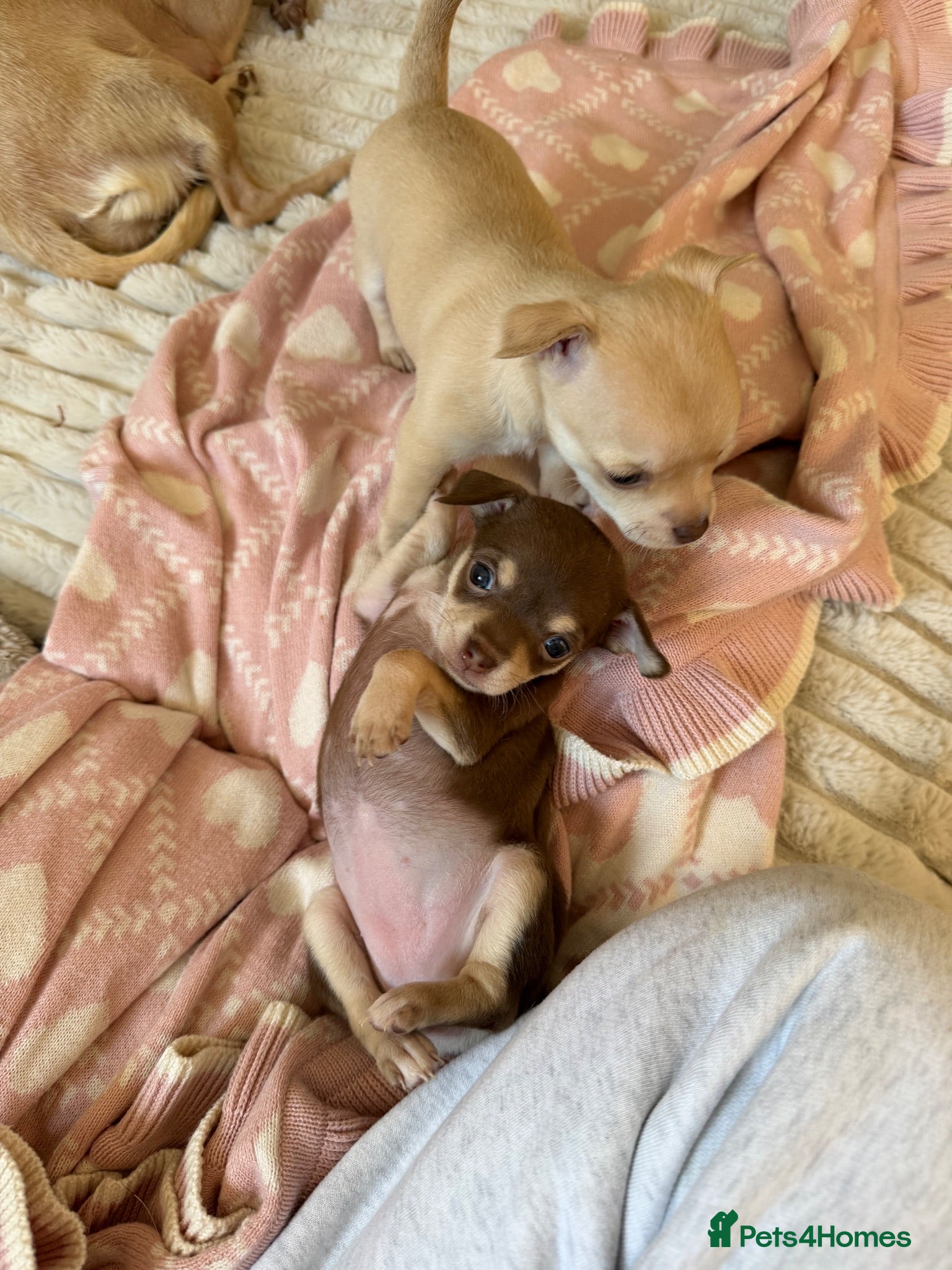 Chihuahua dogs Beautiful Female Chihuahua Puppies for sale - Advert 1