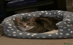 Domestic Shorthair cats for sale: Friendly cat  - Image 2