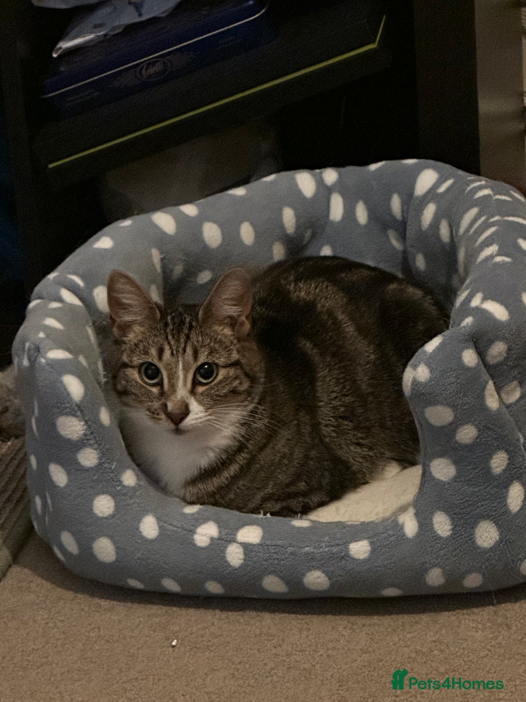 Domestic Shorthair cats for sale: Friendly cat  - Image 2