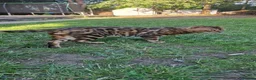 Bengal cats for stud: Bengal cat for stud, Fabio. - Advert 1