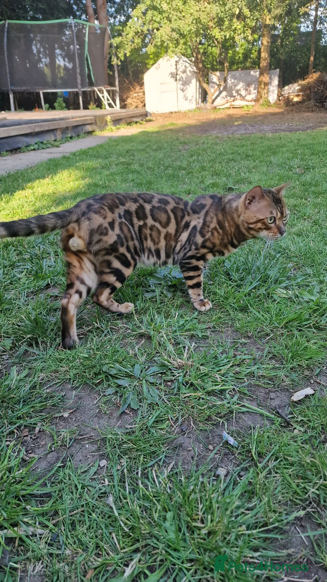 Bengal cats for stud: Bengal cat for stud, Fabio. - Advert 1