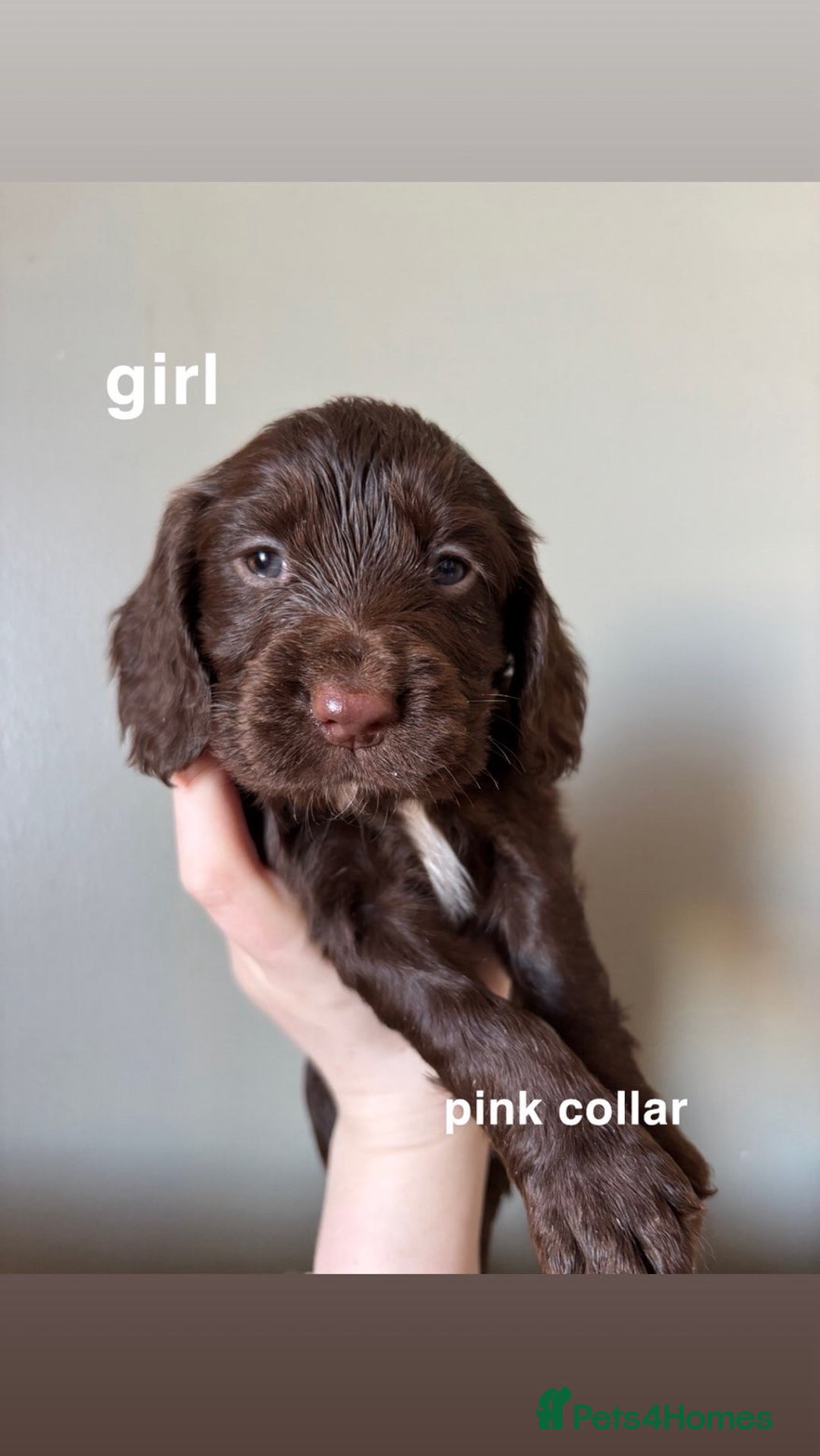 Cocker Spaniel dogs for sale: ** 1 GIRL LEFT** **READY NOW** Cocker Spaniel Pups - Advert 10