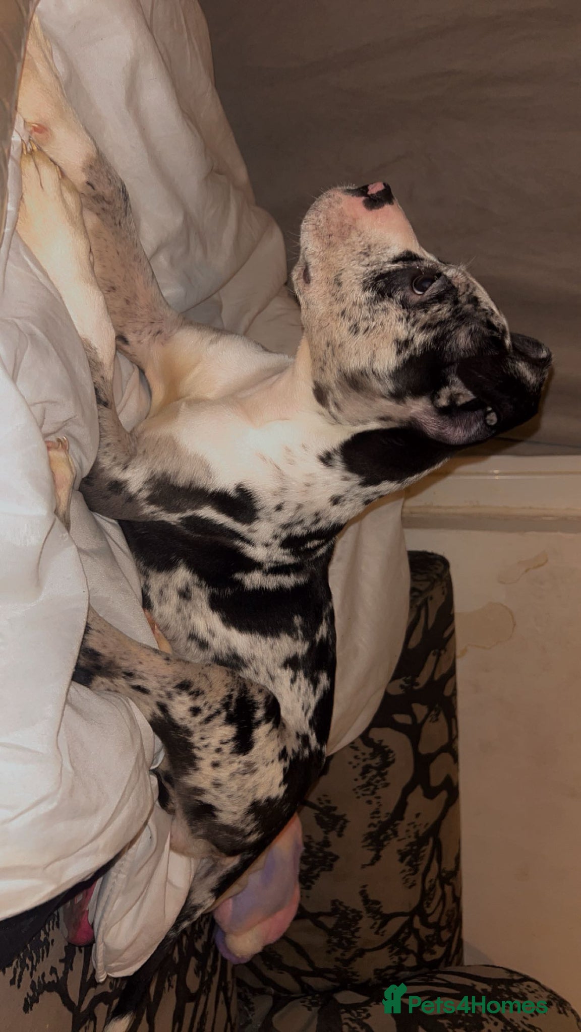 Staffordshire Bull Terrier dogs Staffy for sale £0-200.  - Advert 11