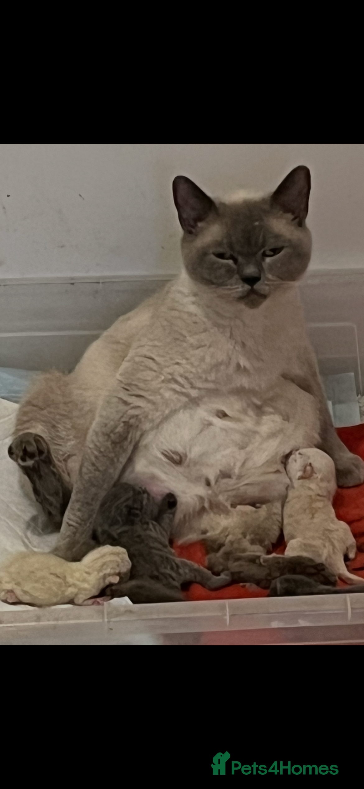 British Shorthair cats Stunning British Shorthaired Kittens  - Advert 5