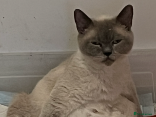 British Shorthair cats Stunning British Shorthaired Kittens - Advert 1