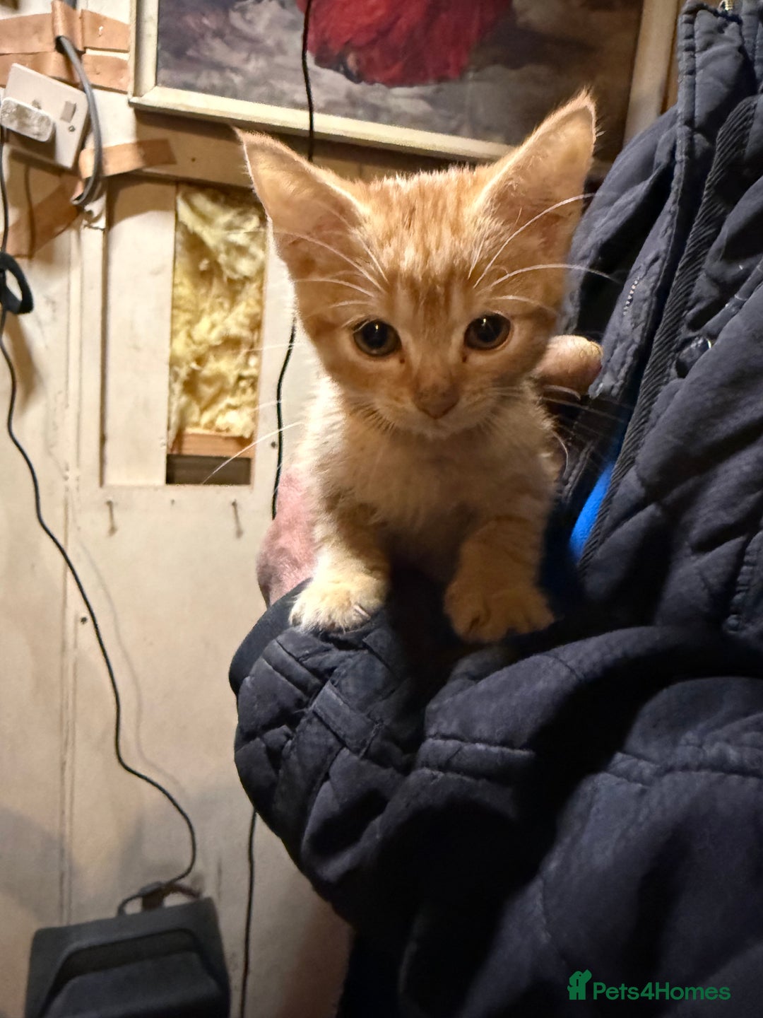 Mixed Breed cats for sale: Kittens for sale  - Image 1
