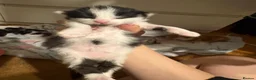 Domestic Shorthair cats for sale: Kittens for sale  - Advert 27