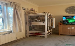 Cockatiels birds for sale: 2 Cockatiels for Sale with cage  - Image 4