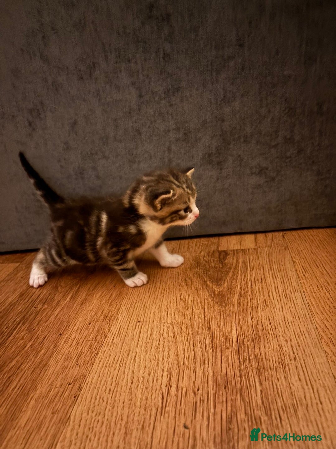 Mixed Breed cats for sale: 2 Grey (blue) and one darker tabby kittens  - Advert 5