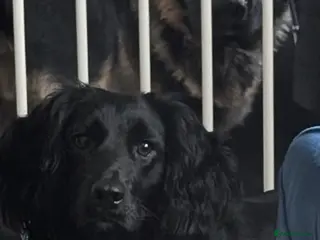 Mixed Breed rabbits Loving female cockerpoo - Advert 1