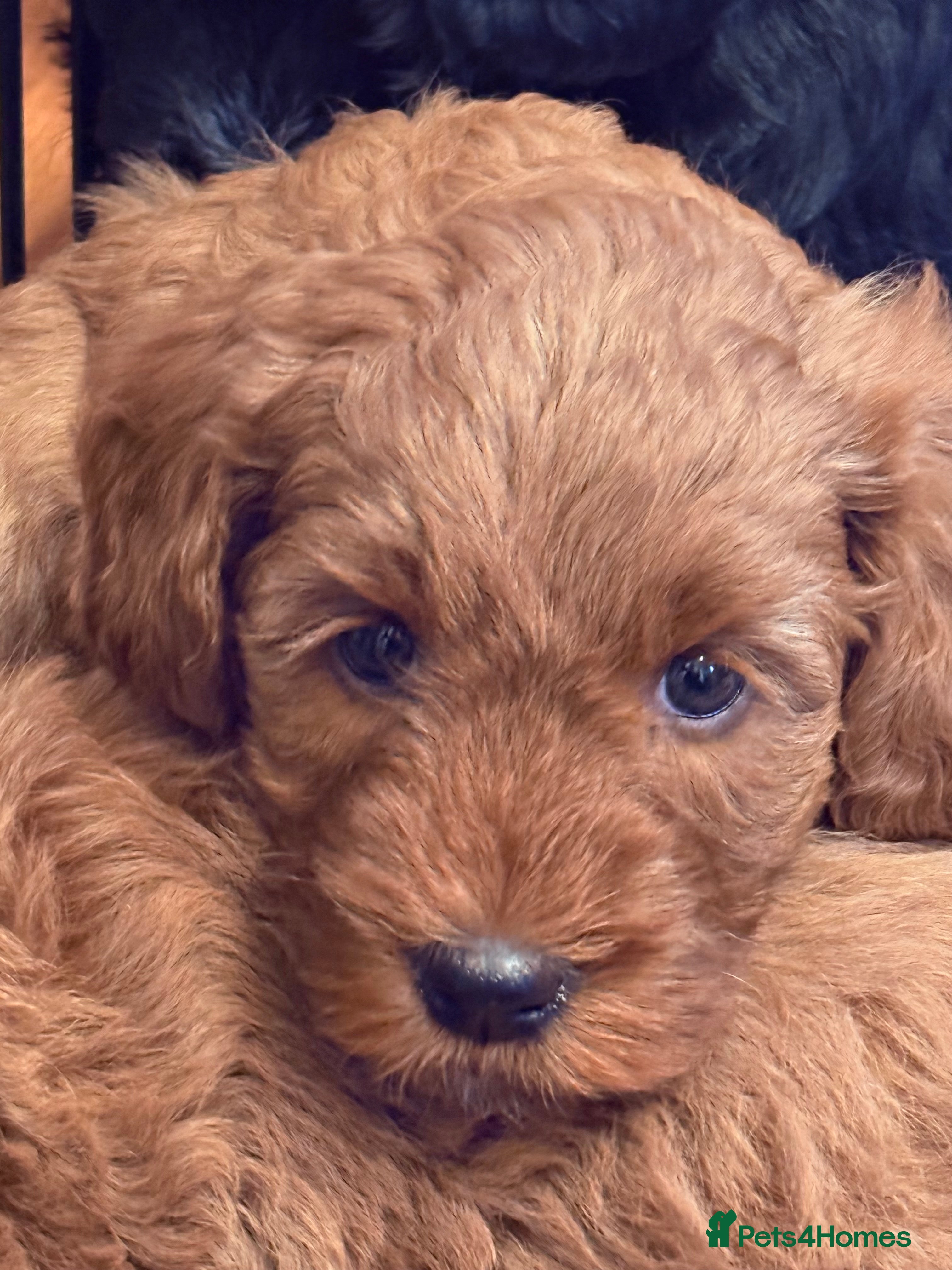 Labradoodle dogs Australian labradoodles  - Advert 1