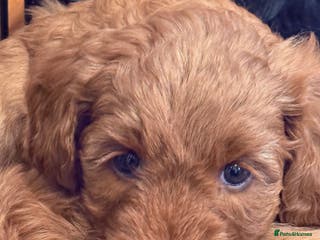 Labradoodle dogs Australian labradoodles - Advert 7